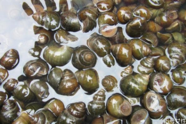 田螺可以經(jīng)常吃嗎 經(jīng)常吃田螺好嗎 田螺可以經(jīng)常吃嗎 經(jīng)常吃田螺好嗎