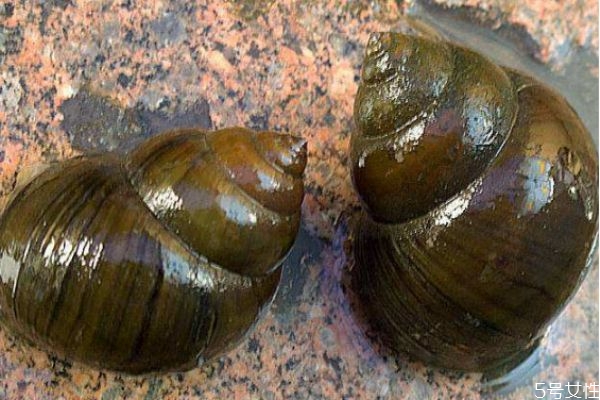 田螺可以經(jīng)常吃嗎 經(jīng)常吃田螺好嗎 田螺可以經(jīng)常吃嗎 經(jīng)常吃田螺好嗎