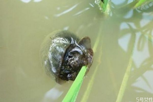 田螺可以經(jīng)常吃嗎 經(jīng)常吃田螺好嗎 田螺可以經(jīng)常吃嗎 經(jīng)常吃田螺好嗎