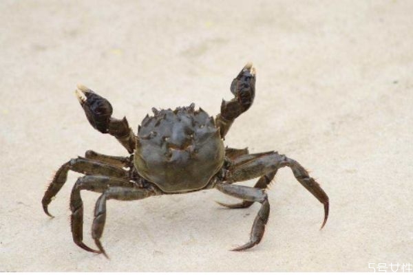 螃蟹應該怎么清洗 怎么清洗螃蟹好 螃蟹應該怎么清洗 怎么清洗螃蟹好