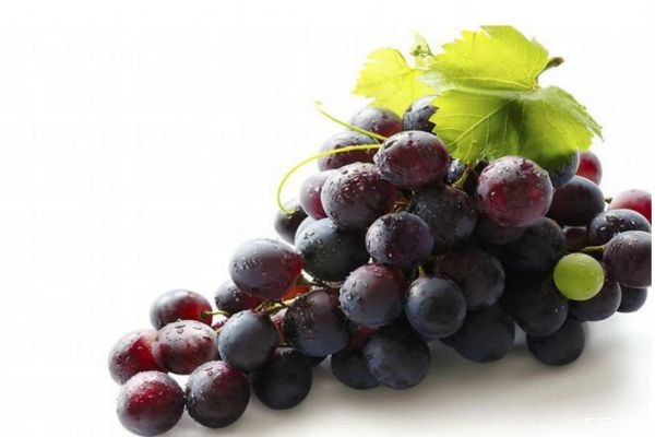 吃葡萄減肥是真的嗎 葡萄有減肥的效果嗎 吃葡萄減肥是真的嗎 葡萄有減肥的效果嗎