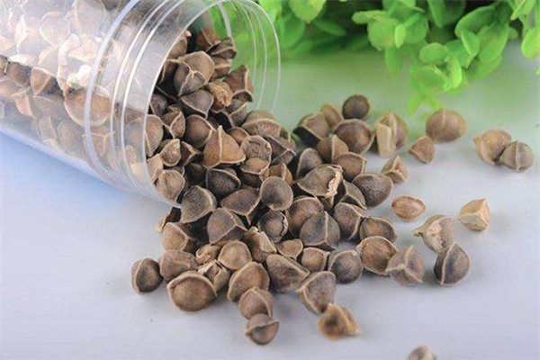 吃辣木籽拉肚子怎么回事 吃辣木籽拉肚子正常嗎 吃辣木籽拉肚子怎么回事 吃辣木籽拉肚子正常嗎