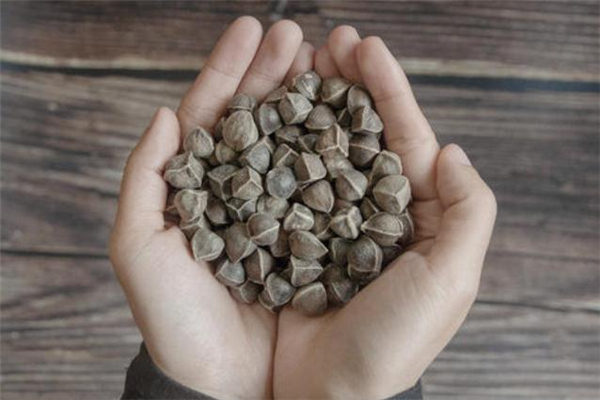 吃辣木籽拉肚子怎么回事 吃辣木籽拉肚子正常嗎 吃辣木籽拉肚子怎么回事 吃辣木籽拉肚子正常嗎