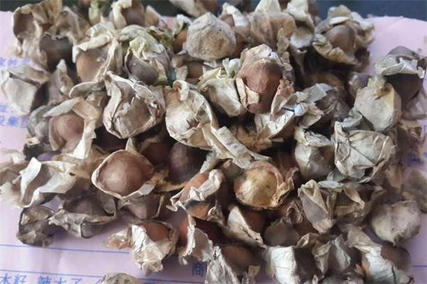 吃辣木籽拉肚子怎么回事 吃辣木籽拉肚子正常嗎 吃辣木籽拉肚子怎么回事 吃辣木籽拉肚子正常嗎