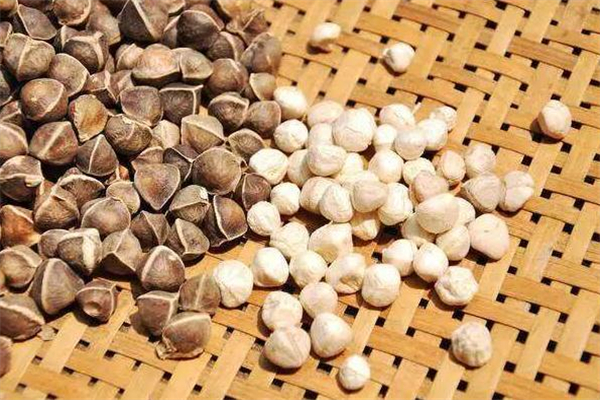 辣木籽可以空腹吃嗎 辣木籽哺乳期能吃嗎 辣木籽可以空腹吃嗎 辣木籽哺乳期能吃嗎