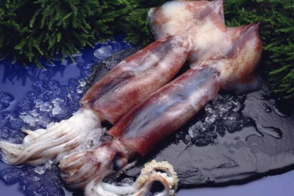 魷魚(yú)的熱量高嗎 減肥可以吃魷魚(yú)嗎 魷魚(yú)的熱量高嗎 減肥可以吃魷魚(yú)嗎