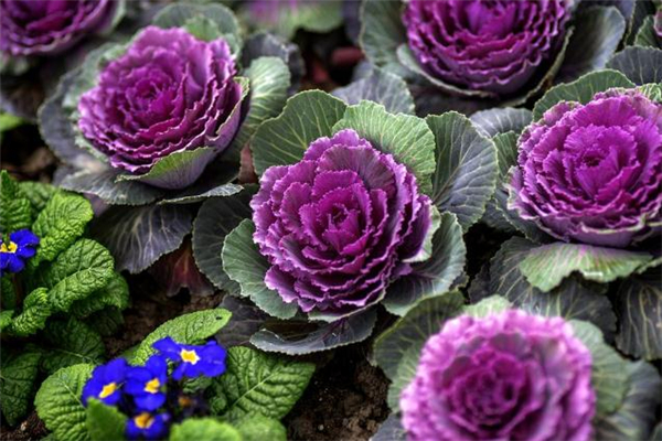 孕婦可以吃羽衣甘藍(lán)嗎 羽衣甘藍(lán)什么人不能吃 孕婦可以吃羽衣甘藍(lán)嗎 羽衣甘藍(lán)什么人不能吃