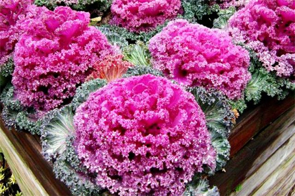 孕婦可以吃羽衣甘藍(lán)嗎 羽衣甘藍(lán)什么人不能吃 孕婦可以吃羽衣甘藍(lán)嗎 羽衣甘藍(lán)什么人不能吃