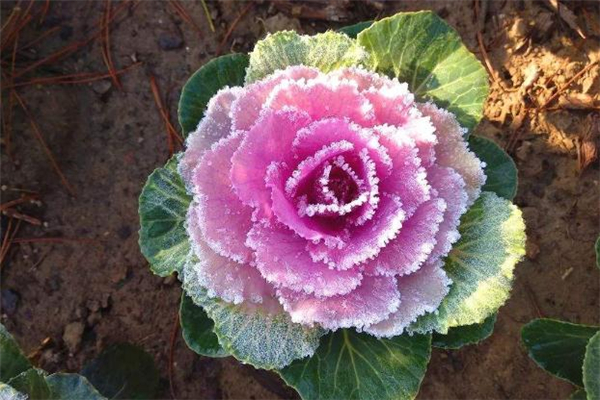 孕婦可以吃羽衣甘藍(lán)嗎 羽衣甘藍(lán)什么人不能吃 孕婦可以吃羽衣甘藍(lán)嗎 羽衣甘藍(lán)什么人不能吃