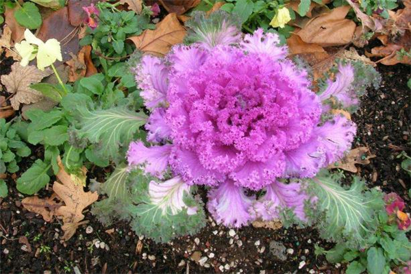 羽衣甘藍可以生吃嗎 羽衣甘藍能做蔬菜沙拉嗎 羽衣甘藍可以生吃嗎 羽衣甘藍能做蔬菜沙拉嗎