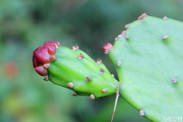仙人掌可以去痘痘 仙人掌有去痘痘的效果嗎 仙人掌可以去痘痘 仙人掌有去痘痘的效果嗎