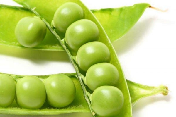 豌豆變黃還能吃嗎 豌豆變黃是壞了嗎 豌豆變黃還能吃嗎 豌豆變黃是壞了嗎