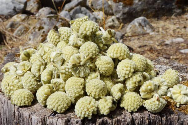 綠蘿花茶可以長期喝嗎 綠蘿花茶可以減肥嗎 綠蘿花茶可以長期喝嗎 綠蘿花茶可以減肥嗎