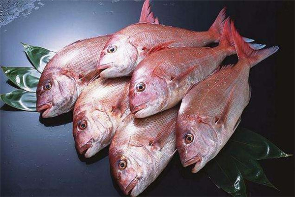 加吉魚的功效與作用 加吉魚的營養(yǎng)價值 加吉魚的功效與作用 加吉魚的營養(yǎng)價值