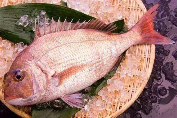 加吉魚的功效與作用 加吉魚的營養(yǎng)價值 加吉魚的功效與作用 加吉魚的營養(yǎng)價值