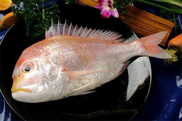 加吉魚的功效與作用 加吉魚的營養(yǎng)價值 加吉魚的功效與作用 加吉魚的營養(yǎng)價值