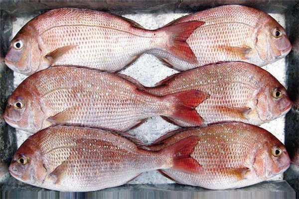 加吉魚不能和什么一起吃 加吉魚適合什么人吃 加吉魚不能和什么一起吃 加吉魚適合什么人吃