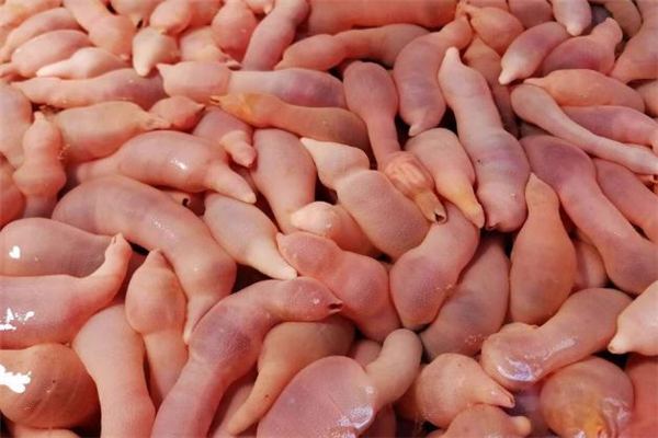 海腸的功效與作用 海腸的營(yíng)養(yǎng)價(jià)值 海腸的功效與作用 海腸的營(yíng)養(yǎng)價(jià)值