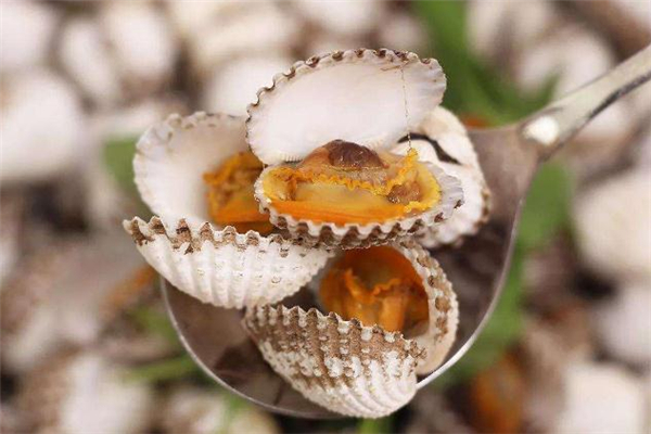 毛蚶吃多了會怎么樣 吃毛蚶會得甲肝嗎 毛蚶吃多了會怎么樣 吃毛蚶會得甲肝嗎