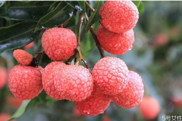 如何挑選荔枝 挑選荔枝的方法 如何挑選荔枝 挑選荔枝的方法