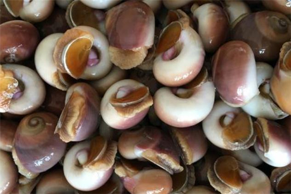 香螺尾部能吃嗎 香螺尾部是黃嗎 香螺尾部能吃嗎 香螺尾部是黃嗎