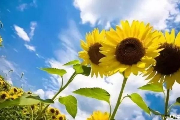 三伏天需要做什么 什么是三伏天需要做的 三伏天需要做什么 什么是三伏天需要做的