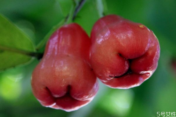 蓮霧怎么判斷熟沒(méi)熟 判斷蓮霧熟沒(méi)有熟的方法 蓮霧怎么判斷熟沒(méi)熟 判斷蓮霧熟沒(méi)有熟的方法