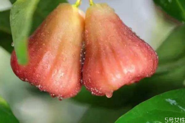 蓮霧怎么判斷熟沒(méi)熟 判斷蓮霧熟沒(méi)有熟的方法 蓮霧怎么判斷熟沒(méi)熟 判斷蓮霧熟沒(méi)有熟的方法