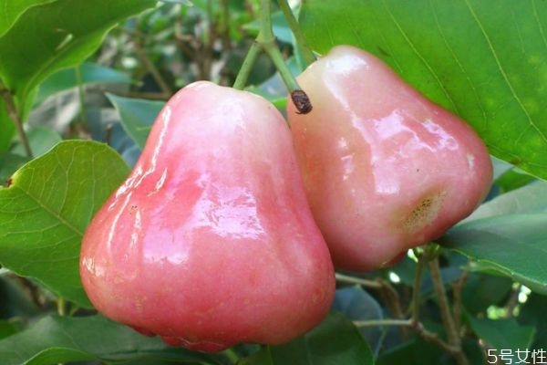 蓮霧怎么判斷熟沒(méi)熟 判斷蓮霧熟沒(méi)有熟的方法 蓮霧怎么判斷熟沒(méi)熟 判斷蓮霧熟沒(méi)有熟的方法