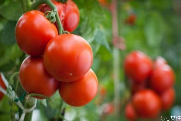 西紅柿可以天天吃嗎 西紅柿多久吃一次好 西紅柿可以天天吃嗎 西紅柿多久吃一次好