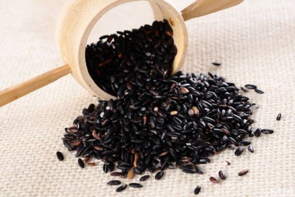 黑米和紫米有什么區(qū)別 黑米和紫米有什么不同 黑米和紫米有什么區(qū)別 黑米和紫米有什么不同