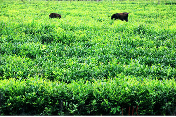 貧血的人能喝石崖茶嗎 喝石崖茶的副作用 貧血的人能喝石崖茶嗎 喝石崖茶的副作用