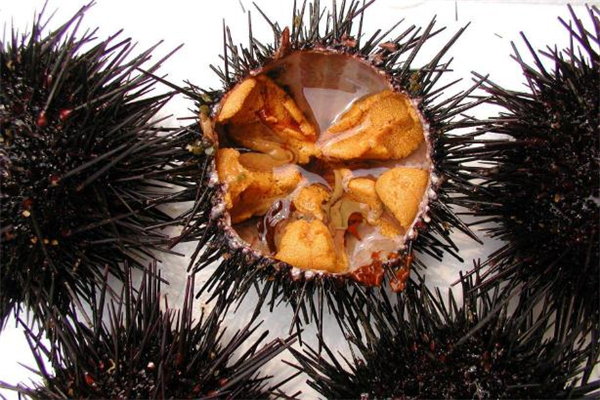 海膽沒有黃是為什么 海膽沒有黃能吃嗎 海膽沒有黃是為什么 海膽沒有黃能吃嗎