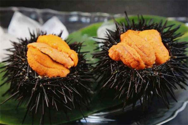 海膽刺身怎么吃 海膽可以直接吃嗎 海膽刺身怎么吃 海膽可以直接吃嗎