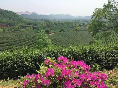 九曲紅梅功夫泡法 九曲紅梅的養(yǎng)生作用 九曲紅梅功夫泡法 九曲紅梅的養(yǎng)生作用