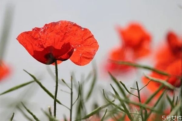 鳳凰男為什么沒有真愛 鳳凰男的劣根性 鳳凰男為什么沒有真愛 鳳凰男的劣根性