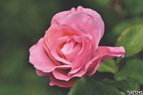 要離婚老公要怎么挽回 如何挽留老公的心 要離婚老公要怎么挽回 如何挽留老公的心