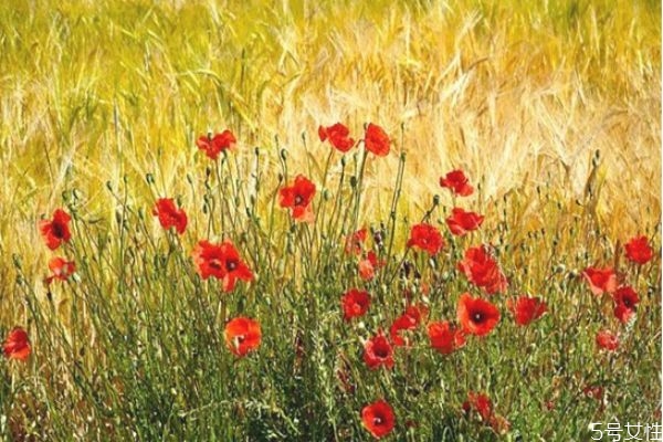 怎么放下老公出軌的事 如何面對老公出軌后的婚姻 怎么放下老公出軌的事 如何面對老公出軌后的婚姻