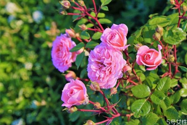 老公找了小三要離婚怎么辦 老公找了小三要離婚該成全嗎 老公找了小三要離婚怎么辦 老公找了小三要離婚該成全嗎