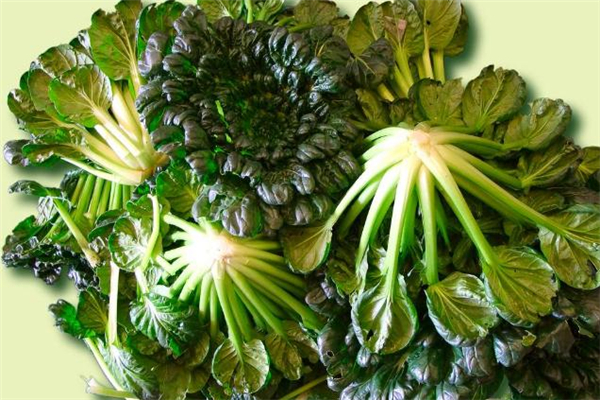 菊花菜的做法 菊花菜怎么做好吃 菊花菜的做法 菊花菜怎么做好吃