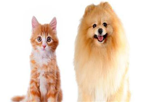 情侶間要一起養(yǎng)寵物嗎 情侶養(yǎng)寵物的注意事項(xiàng) 情侶間要一起養(yǎng)寵物嗎 情侶養(yǎng)寵物的注意事項(xiàng)