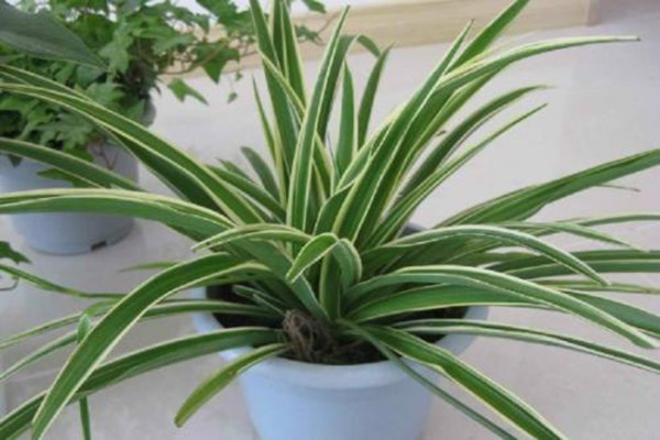 金心吊蘭的施肥技巧 金心吊蘭的繁殖方法 金心吊蘭的施肥技巧 金心吊蘭的繁殖方法