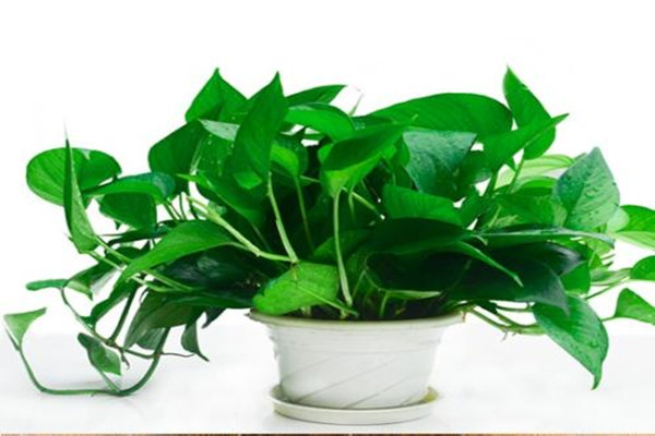 綠蘿適合什么肥料 綠蘿病蟲害如何防止 綠蘿適合什么肥料 綠蘿病蟲害如何防止