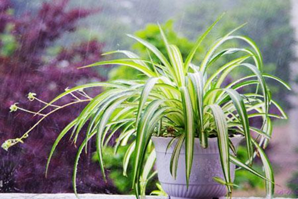 大葉綠蘿和小葉綠蘿的區(qū)別 大葉綠蘿和小葉綠蘿哪個(gè)好養(yǎng) 大葉綠蘿和小葉綠蘿的區(qū)別 大葉綠蘿和小葉綠蘿哪個(gè)好養(yǎng)