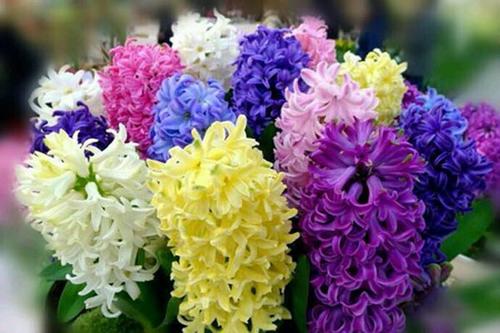 風(fēng)信子有毒嗎 風(fēng)信子能放室內(nèi)養(yǎng)嗎 風(fēng)信子有毒嗎 風(fēng)信子能放室內(nèi)養(yǎng)嗎