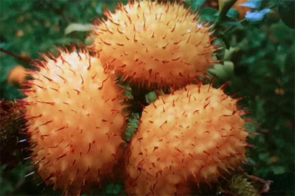 野刺梨能治咳嗽嗎 野刺梨有副作用嗎 野刺梨能治咳嗽嗎 野刺梨有副作用嗎