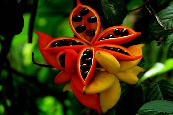 鳳眼果怎么吃比較好 鳳眼果的吃法有什么 鳳眼果怎么吃比較好 鳳眼果的吃法有什么