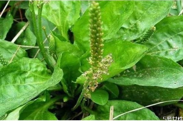 車(chē)前草要煮幾棵 根要不要煮里面