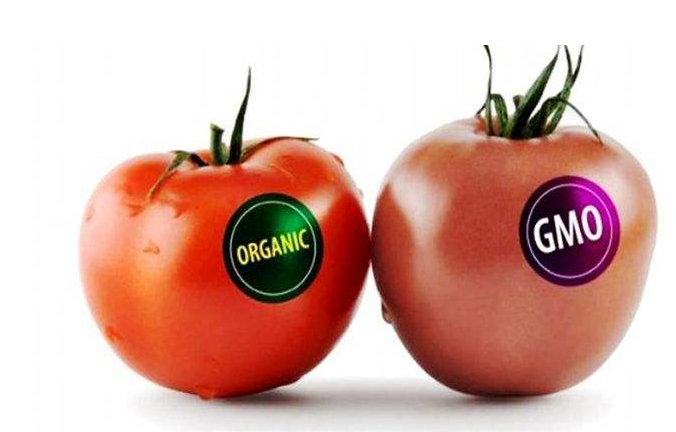 常見的轉(zhuǎn)基因食物有哪些 被誤認(rèn)為轉(zhuǎn)基因的食物盤點(diǎn) 常見的轉(zhuǎn)基因食物有哪些 被誤認(rèn)為轉(zhuǎn)基因的食物盤點(diǎn)