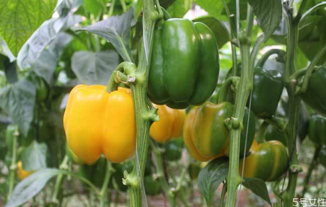 常見的轉(zhuǎn)基因食物有哪些 被誤認(rèn)為轉(zhuǎn)基因的食物盤點(diǎn) 常見的轉(zhuǎn)基因食物有哪些 被誤認(rèn)為轉(zhuǎn)基因的食物盤點(diǎn)